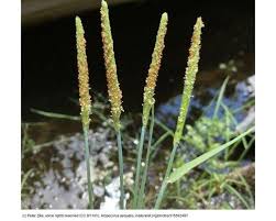 Attēlu rezultāti vaicājumam “Alopecurus aequalis”