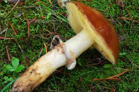 Attēlu rezultāti vaicājumam “Suillus luteus”