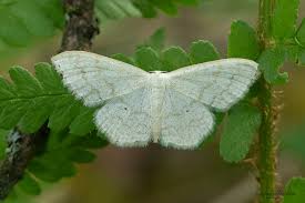 Attēlu rezultāti vaicājumam “Scopula floslactata”