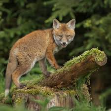 Attēlu rezultāti vaicājumam “Vulpes vulpes”