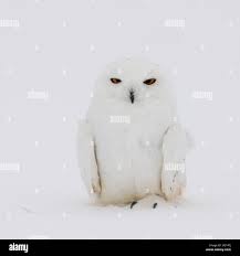 Image result for Bubo scandiacus