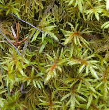 Attēlu rezultāti vaicājumam “Pleurozium schreberi sporophyte”