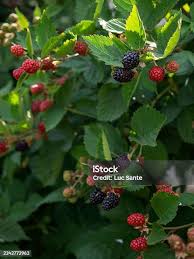 Attēlu rezultāti vaicājumam “Rubus plicatus fruit”