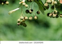 Attēlu rezultāti vaicājumam “Tilia platyphyllos Laciniata fruit”