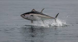 Image result for giant tuna