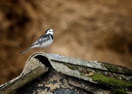 Attēlu rezultāti vaicājumam “Motacilla alba nest”