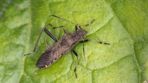 Attēlu rezultāti vaicājumam “Alydus calcaratus”