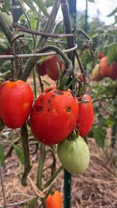 Afbeeldingsresultaat voor amish paste tomato