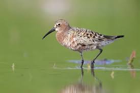Attēlu rezultāti vaicājumam “Calidris ferruginea adult”