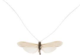 Attēlu rezultāti vaicājumam “Oecetis ochracea”