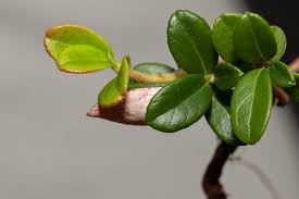 Attēlu rezultāti vaicājumam “Exobasidium vaccinii”