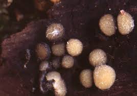 Attēlu rezultāti vaicājumam “Vibrissea decolorans”