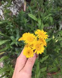 Image result for Färberkamille