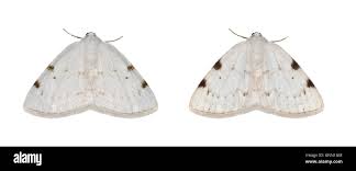 Attēlu rezultāti vaicājumam “Lomographa bimaculata”