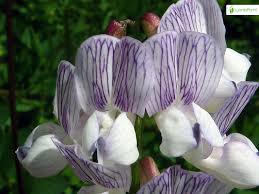 Attēlu rezultāti vaicājumam “Vicia sylvatica flower”