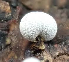 Attēlu rezultāti vaicājumam “Physarum gravidum stalked”