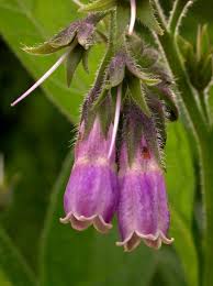 Image result for Symphytum officinale
