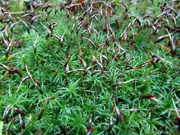 Attēlu rezultāti vaicājumam “Atrichum undulatum sporophyte”