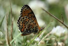 Attēlu rezultāti vaicājumam “Melitaea diamina upperside”