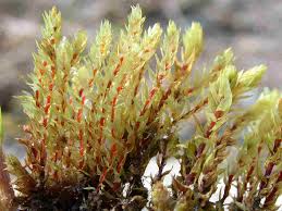 Attēlu rezultāti vaicājumam “Pohlia sphagnicola”