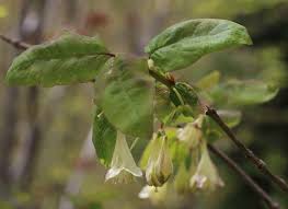 Attēlu rezultāti vaicājumam “Lonicera xylosteum bud”