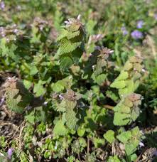 Attēlu rezultāti vaicājumam “Lamium purpureum leaf”