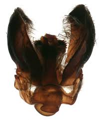 Attēlu rezultāti vaicājumam “Zygaena lonicerae larva”