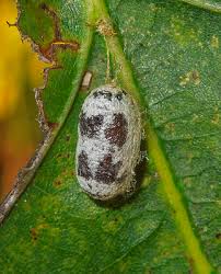 Attēlu rezultāti vaicājumam “Ichneumonidae cocoon”