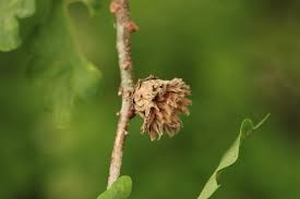 Attēlu rezultāti vaicājumam “Andricus foecundatrix”