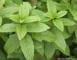Attēlu rezultāti vaicājumam “Mentha spicata”