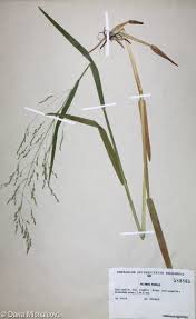 Attēlu rezultāti vaicājumam “Poa remota bud”