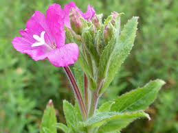 Attēlu rezultāti vaicājumam “Epilobium hirsutum flower”