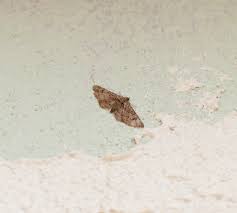 Attēlu rezultāti vaicājumam “Ypsolopha sequella”