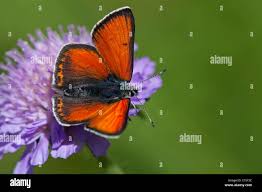 Attēlu rezultāti vaicājumam “Lycaena hippothoe female”