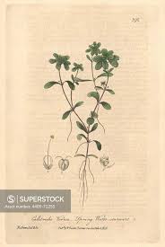 Attēlu rezultāti vaicājumam “Callitriche verna”