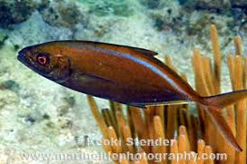 Image result for Caranx ruber