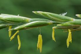 Attēlu rezultāti vaicājumam “Elytrigia repens”
