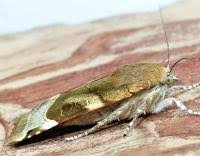 Attēlu rezultāti vaicājumam “Noctua fimbriata imago”