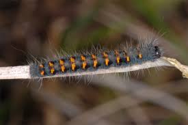 Attēlu rezultāti vaicājumam “Lasiocampa quercus larva”