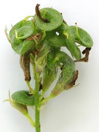 Attēlu rezultāti vaicājumam “Medicago x varia  leaf”