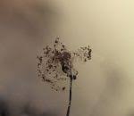 Attēlu rezultāti vaicājumam “Paradiacheopsis rigida”