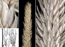 Attēlu rezultāti vaicājumam “Phleum phleoides”