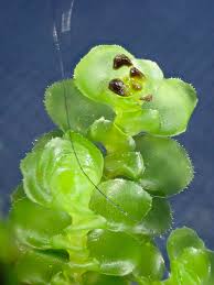 Attēlu rezultāti vaicājumam “Scapania nemorea”