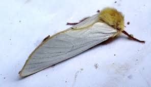 Attēlu rezultāti vaicājumam “Hepialus humuli male”