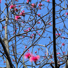 Attēlu rezultāti vaicājumam “Diderma globosum sessile”
