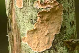 Attēlu rezultāti vaicājumam “Hymenochaete tabacina”