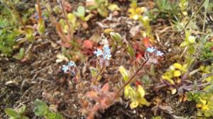 Attēlu rezultāti vaicājumam “Myosotis stricta”