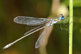 Attēlu rezultāti vaicājumam “Lestes dryas”