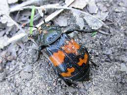 Attēlu rezultāti vaicājumam “Nicrophorus investigator imago”