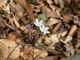 Attēlu rezultāti vaicājumam “Hepatica nobilis fruit”